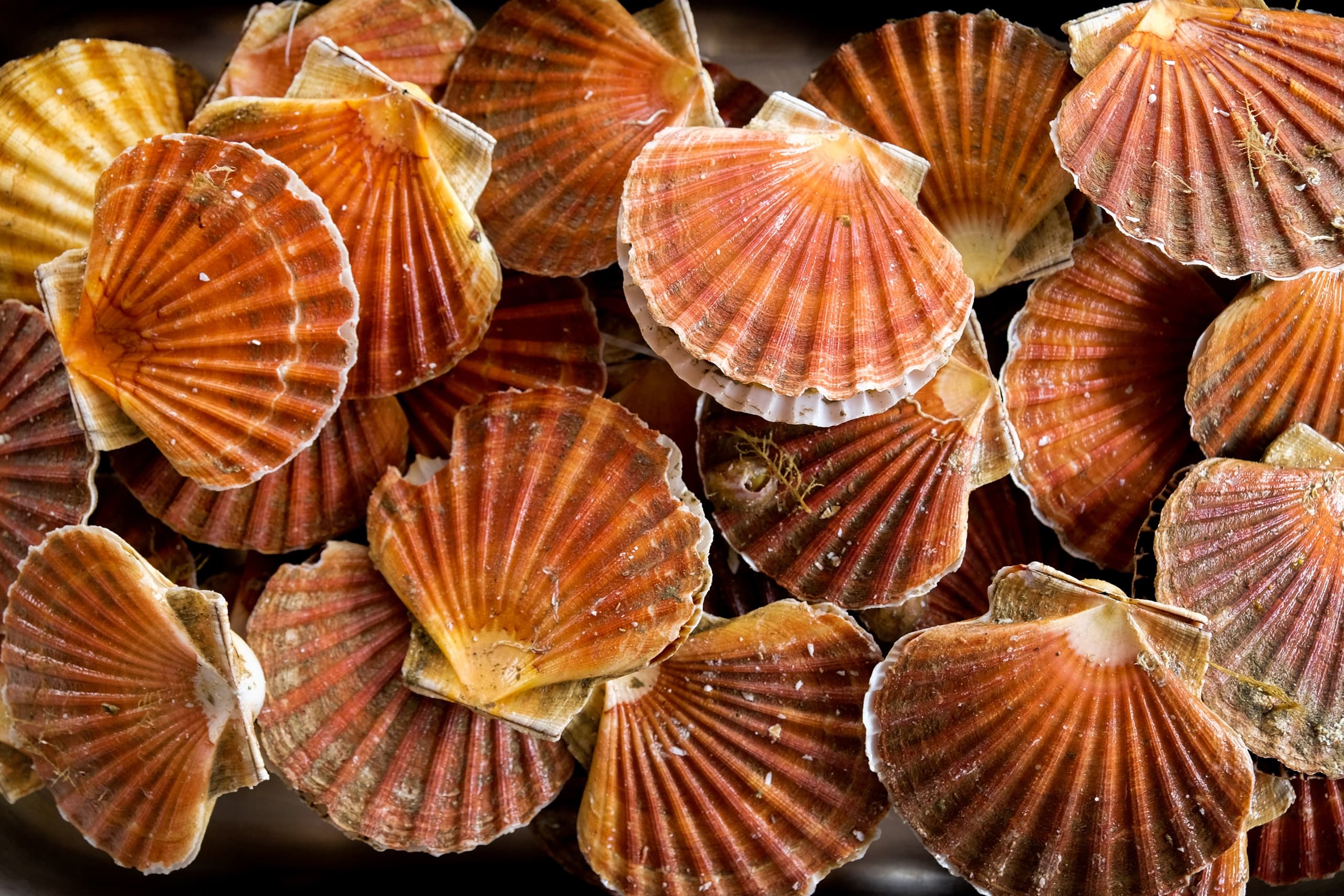 6 Hour Private Scallop Tour 22ft Deluxe Fun Chaser