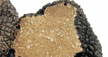 Truffle hunting with Black truffle and Brunello di Montalcino Lunch/ dinner