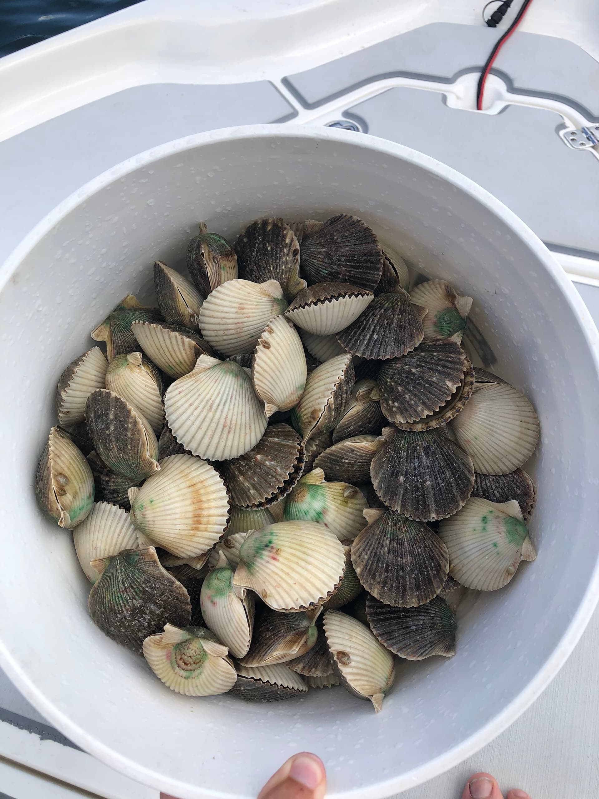 Scalloping Charter