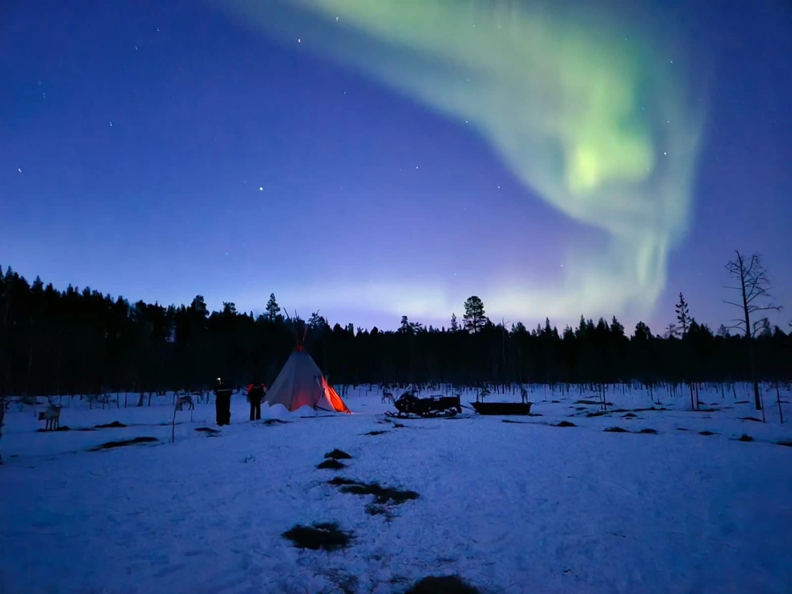 Aurora Reindeer Experience