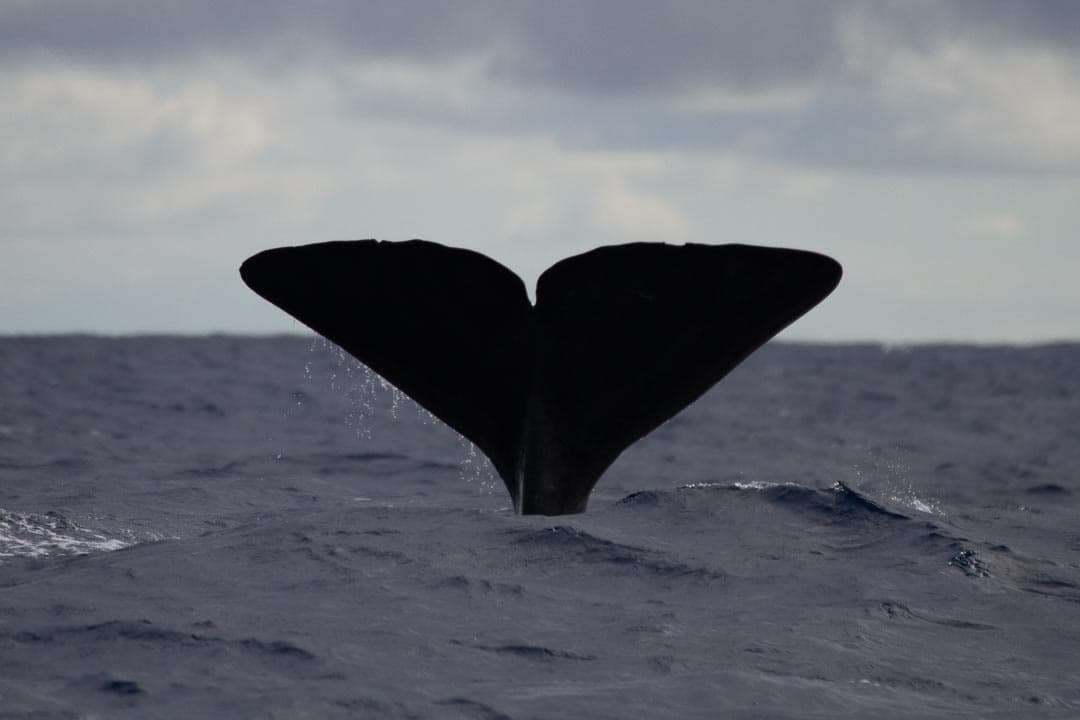 Whale and dolphin Watching