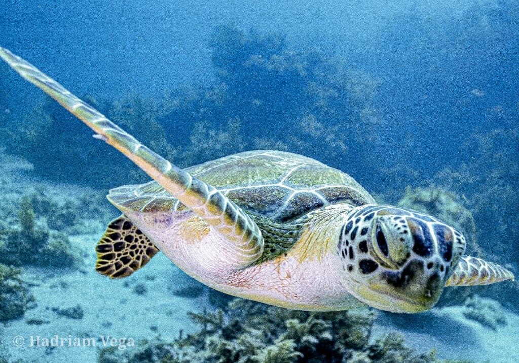 Reef Snorkel Trip
