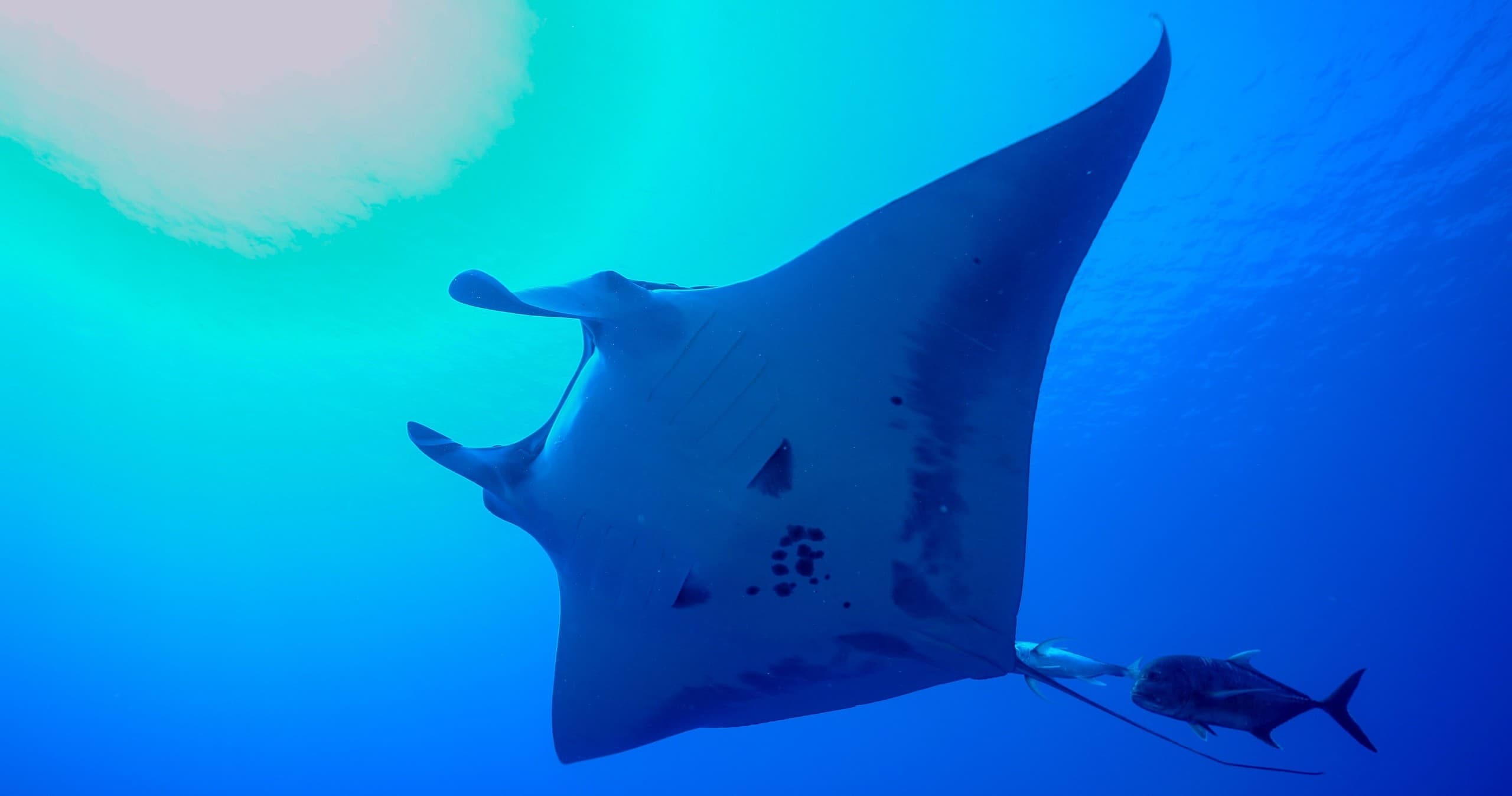 Manta Ray Night Snorkel