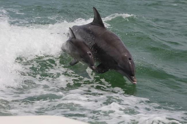 Dolphin & Donuts - Siesta Key