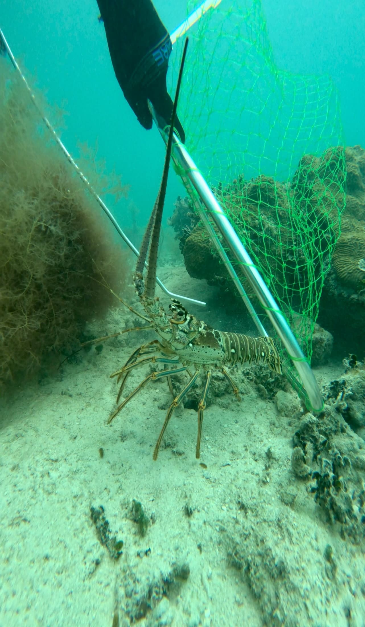 Lobster Charters