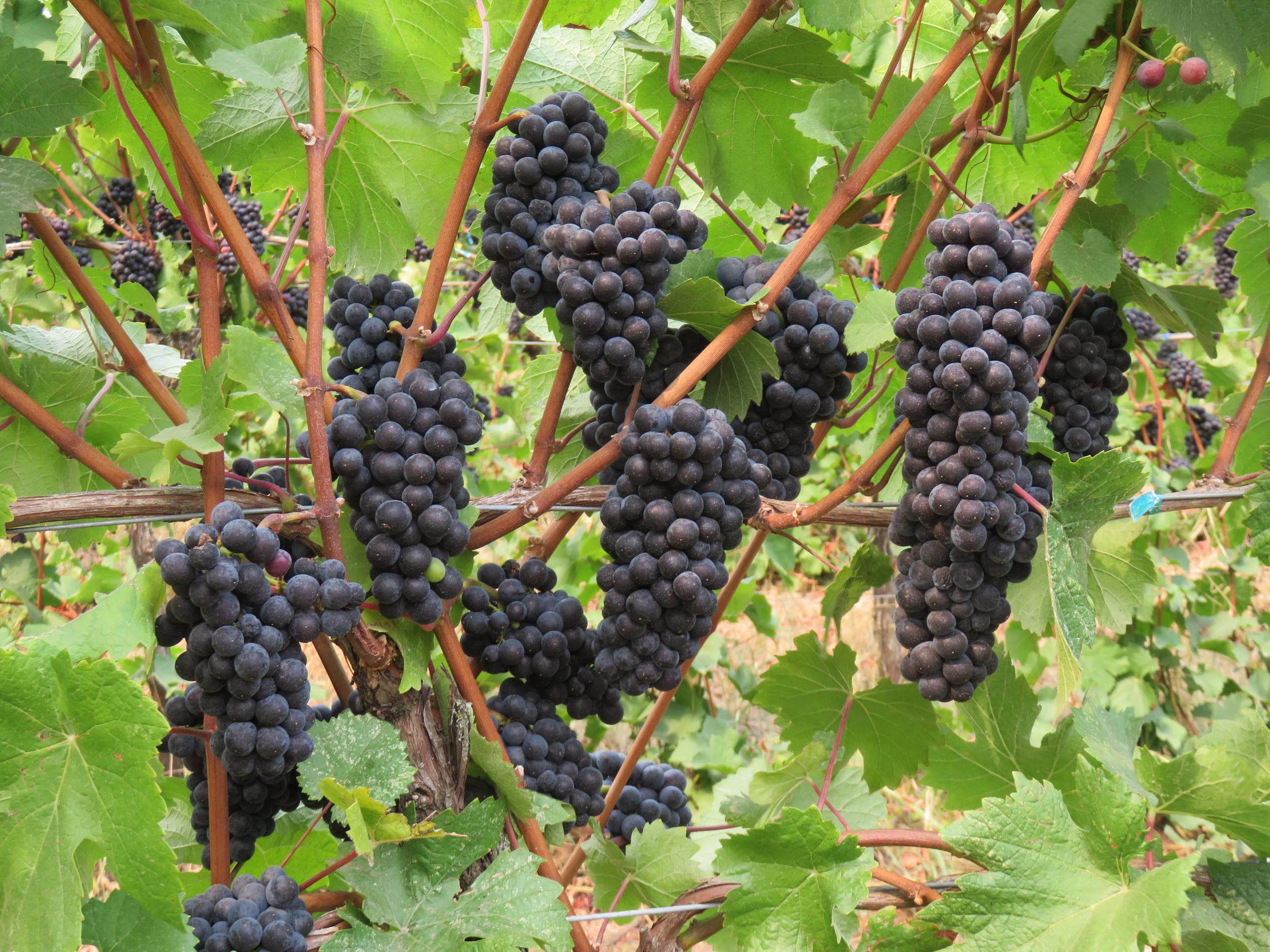 Private Wine Tours