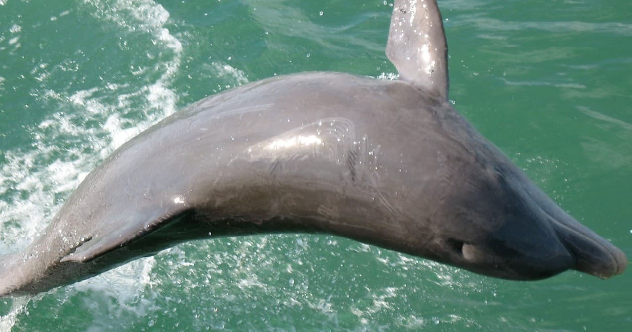 Afternoon Dolphin & Wildlife Cruise