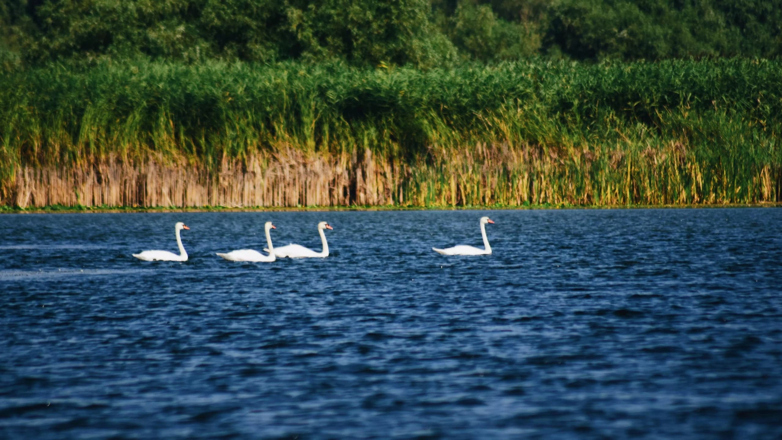 Danube Delta: Boat Tour to Caraorman Village & Forest