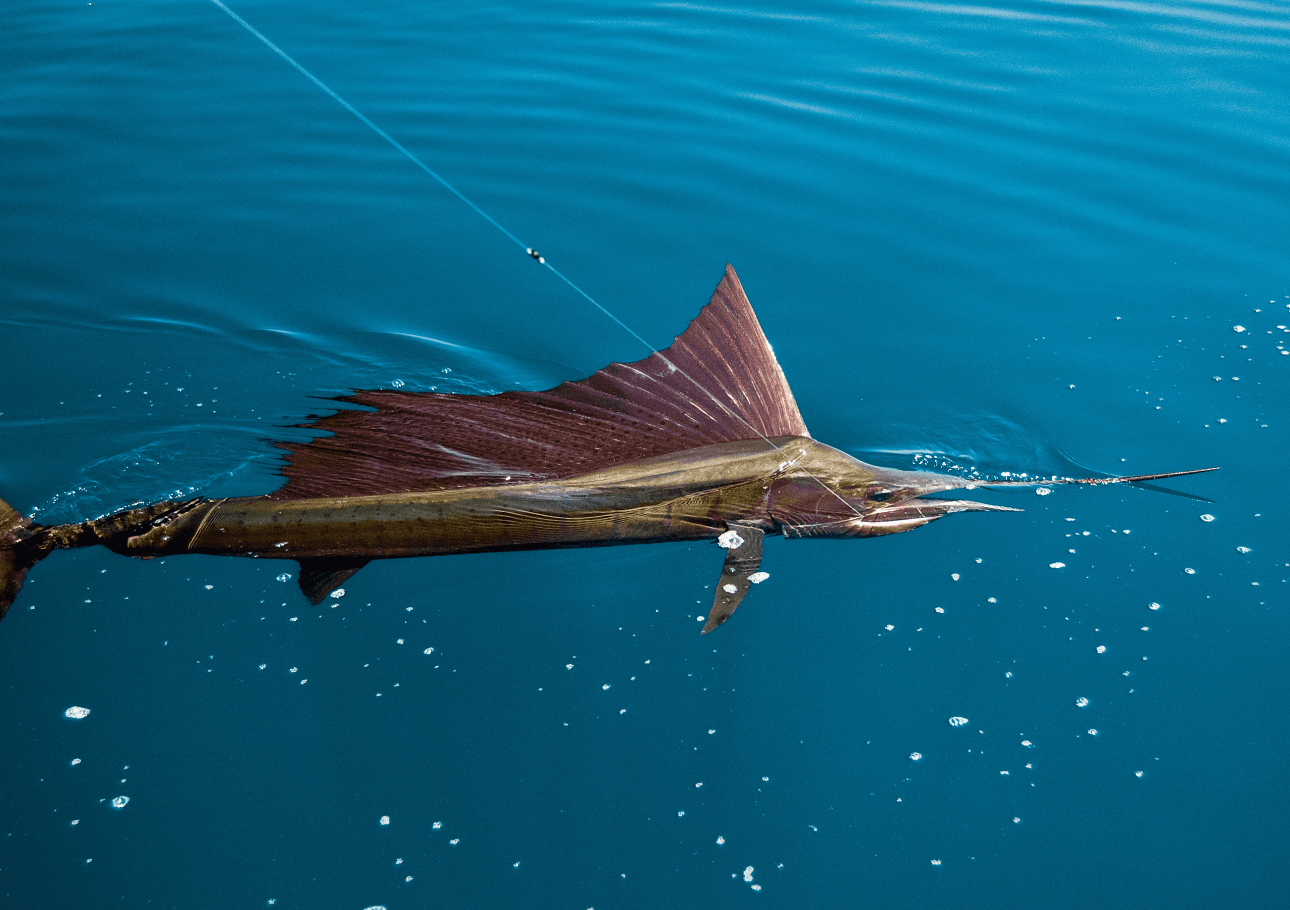 Deep Sea Fishing Charter