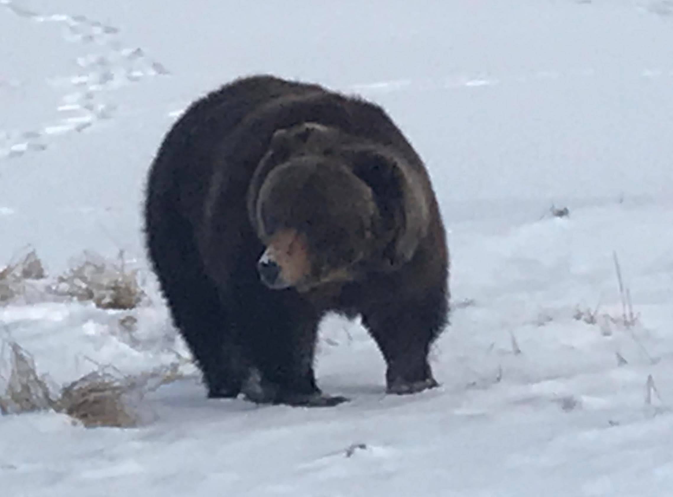 Winter Alaska Wildlife Conservation Center and Turnagain Arm Tour