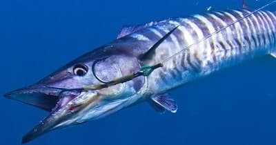 Offshore Bluewater Charters