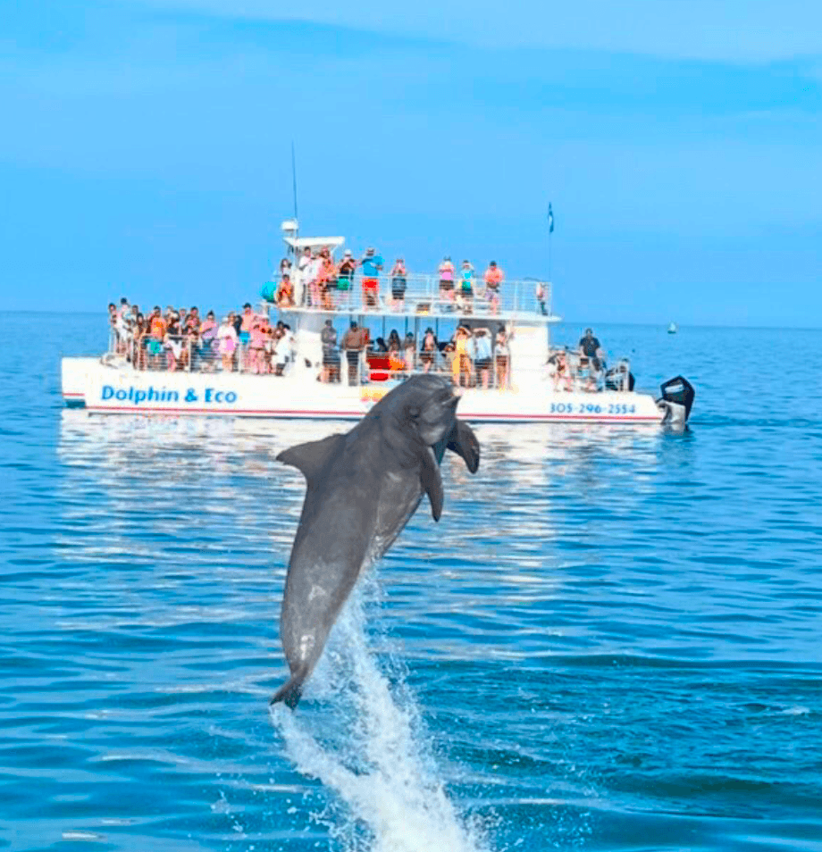 Morning Dolphin & Snorkel Combo