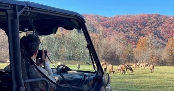 4 HR UTV Eco Elk Wilderness Adventure