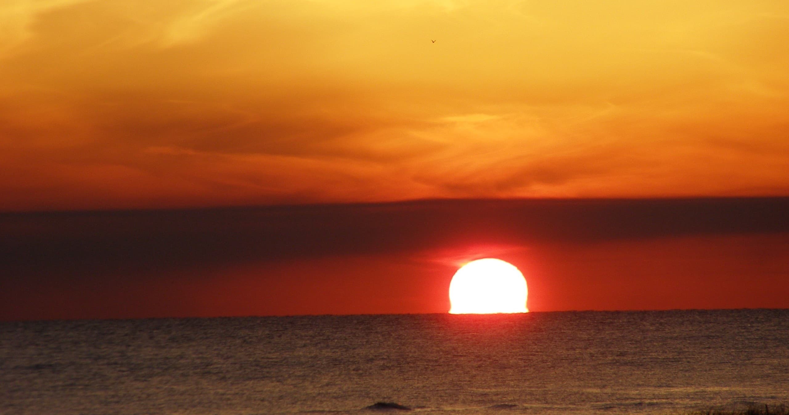 Dolphin and Sunset Combo Trip