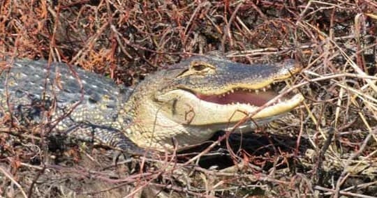 Private Airboat Rides