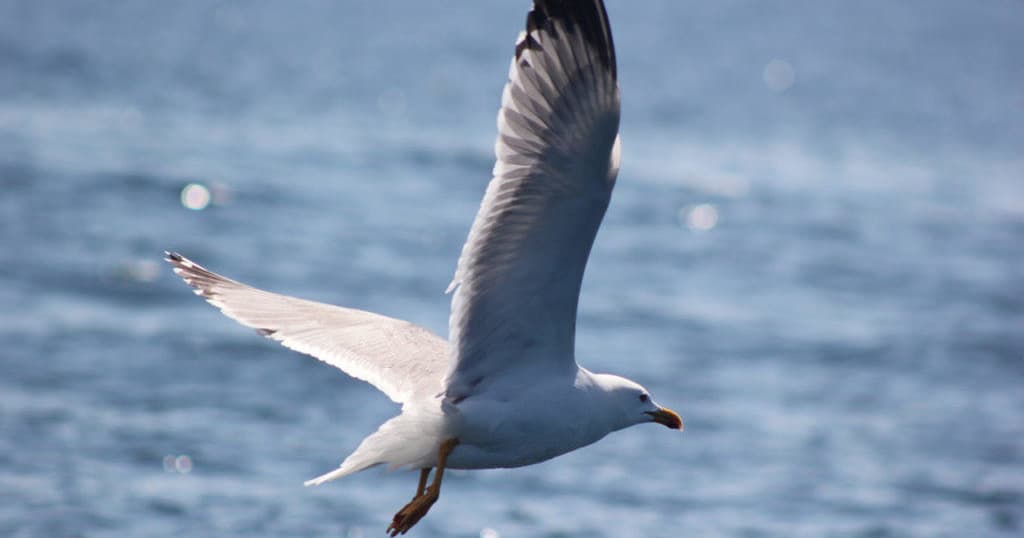 Observação de Aves Marinhas