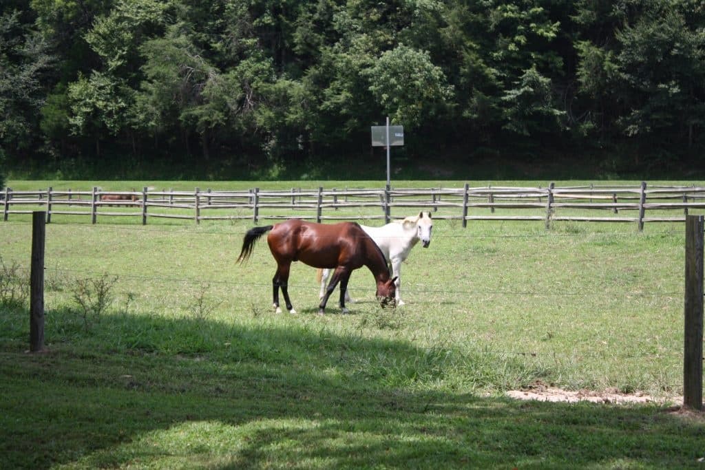 West Barn Outside Stalls (Camp Side)