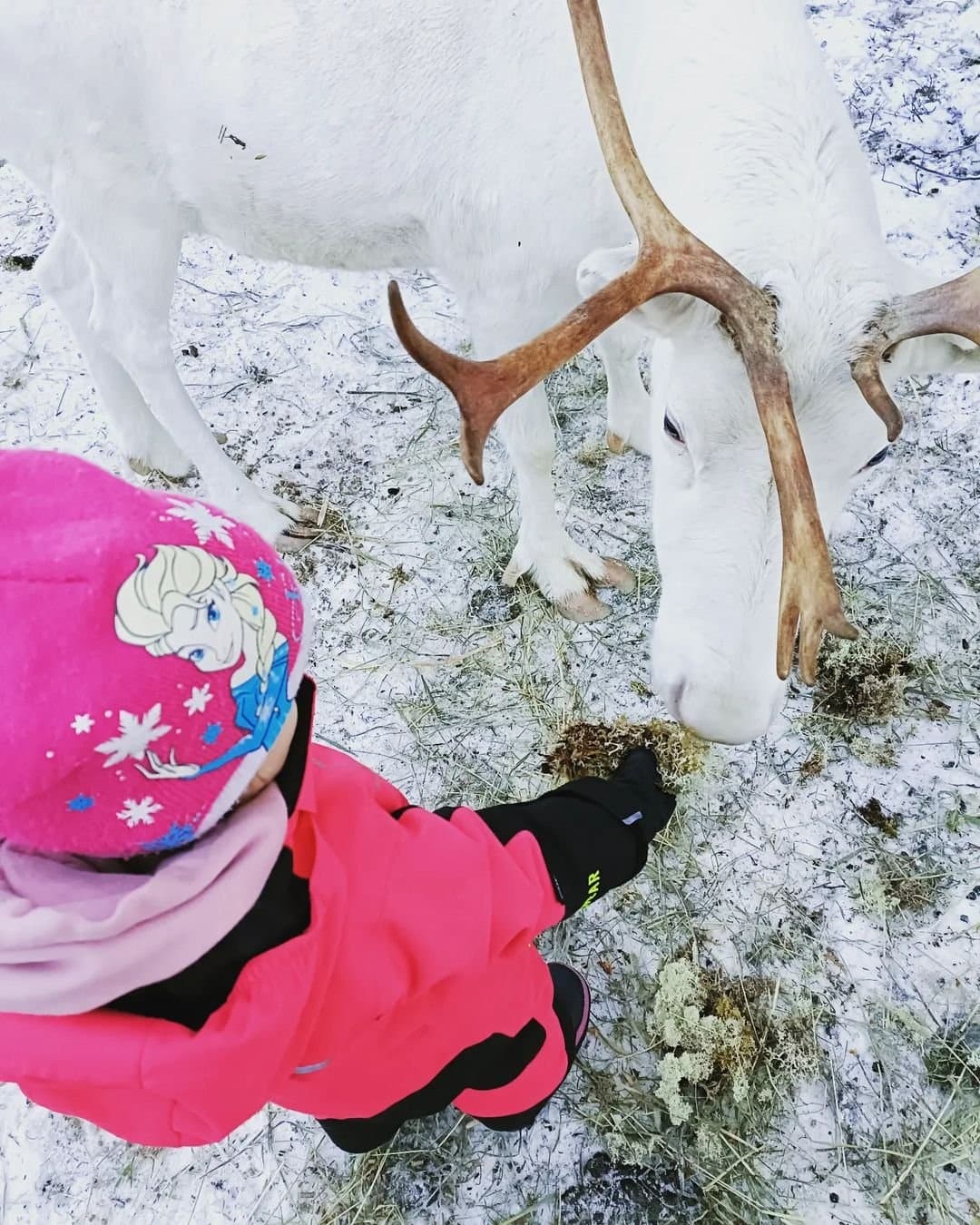 Reindeer Farm Visit
