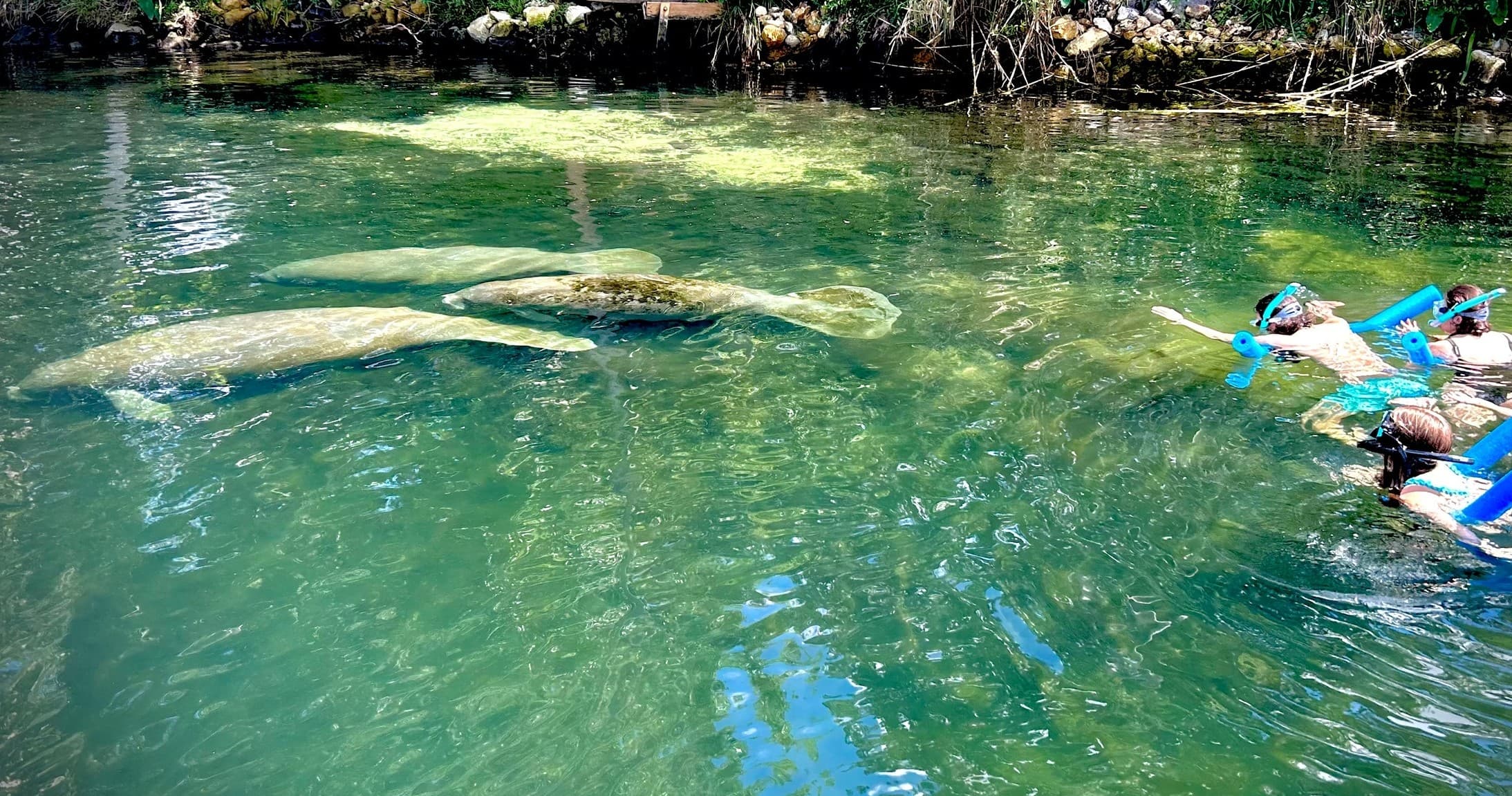 Manatee Swimming Adventure