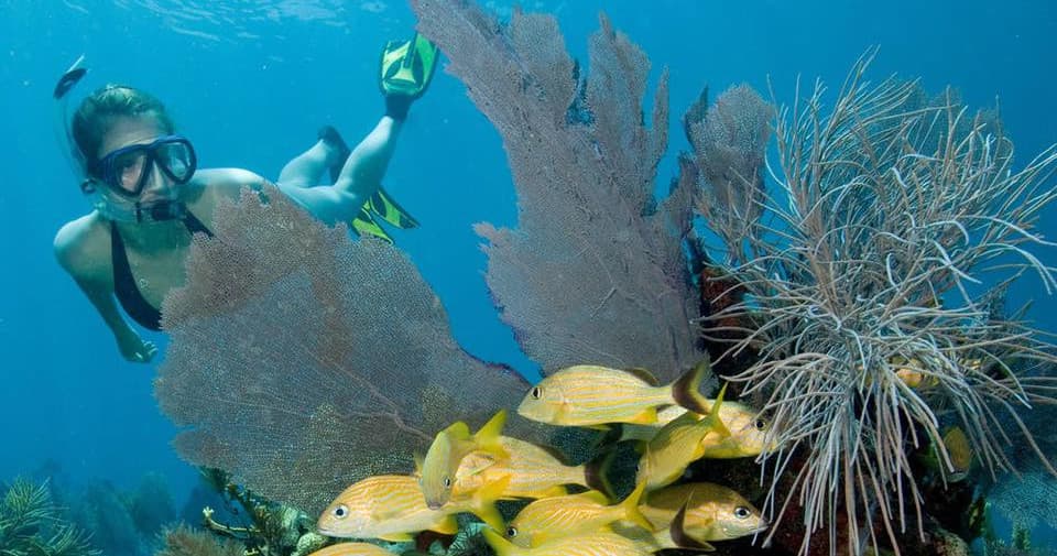 Snorkeling Trips