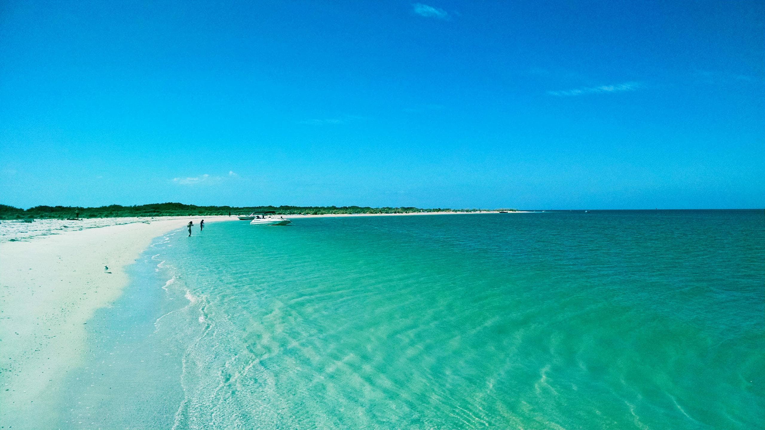 Dolphin-Snorkeling Cruise to Shell Key (4PM)