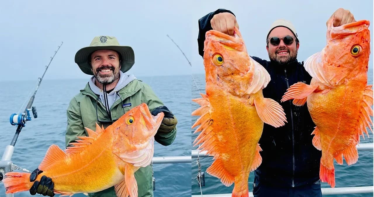 Multispecies: Halibut, Rockfish, Salmon, & Lingcod
