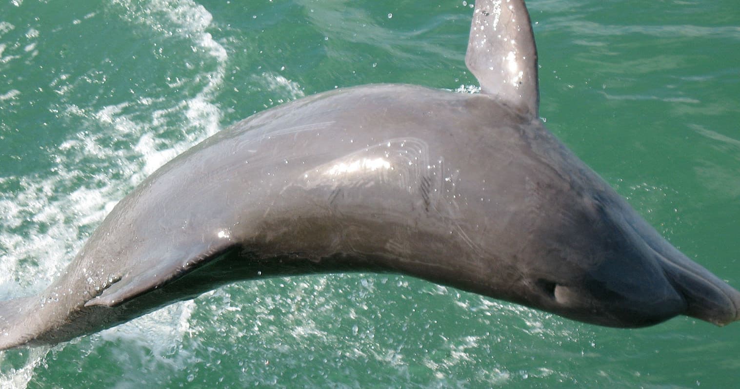 Afternoon Dolphin & Wildlife Cruise | Fort Myers Beach