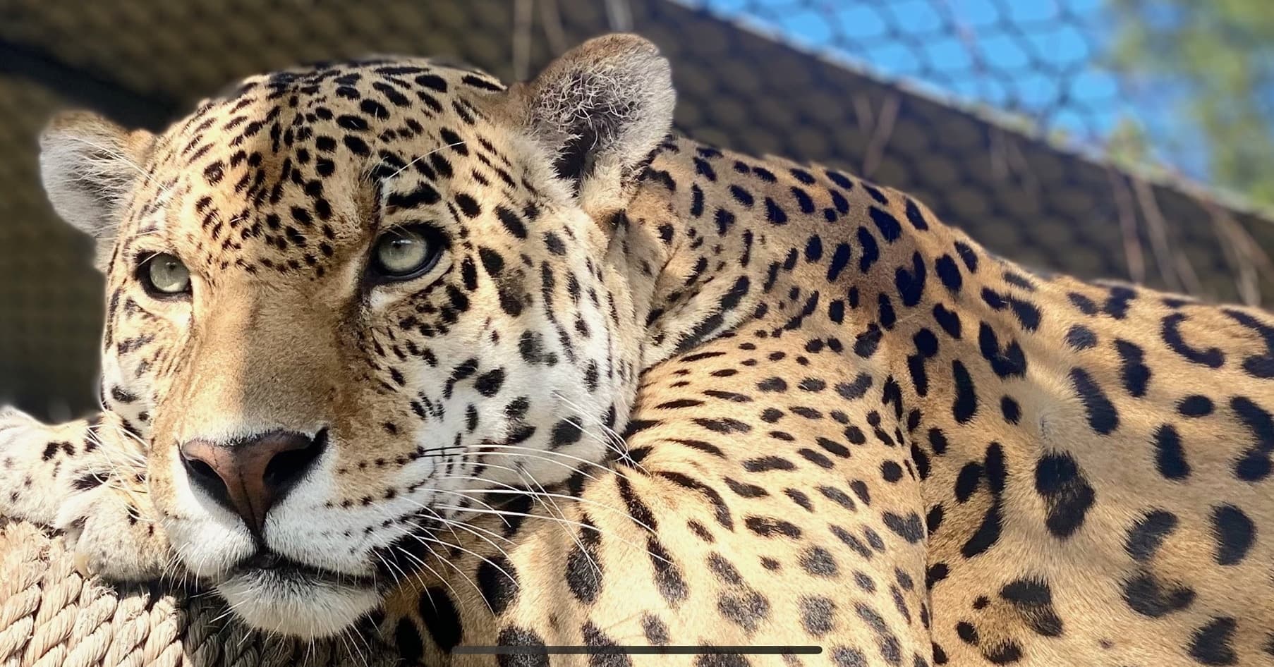 Big Cat Experience