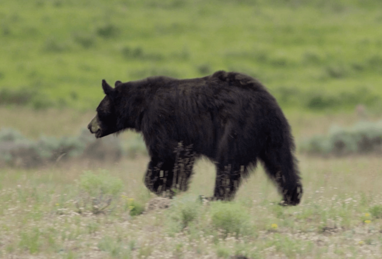 Custom Yellowstone Experience