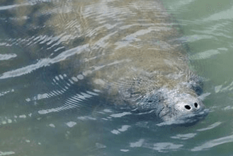 3 Hour Private Nature/Dolphin Watch - 22ft Heated Manatee Oasis Boat