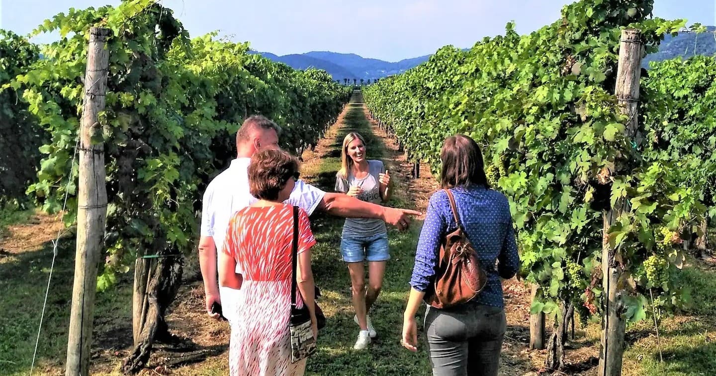 Wine and Olive Oil Experience