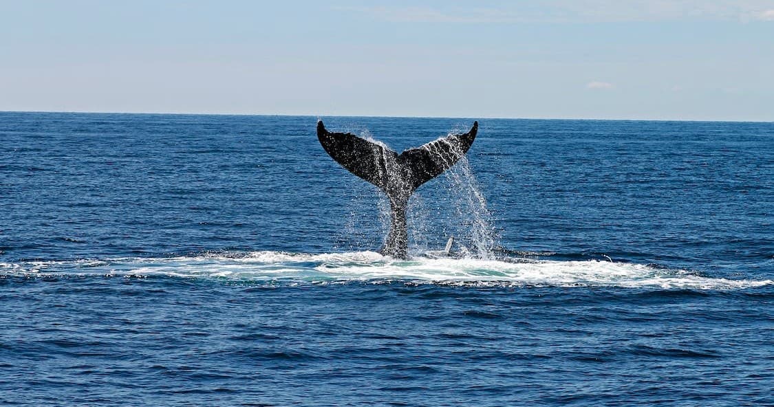 Whale Watching Marine Eco Tour - 3 hours