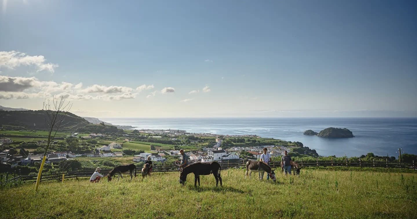 Happy Rescued Donkeys Hiking Experience