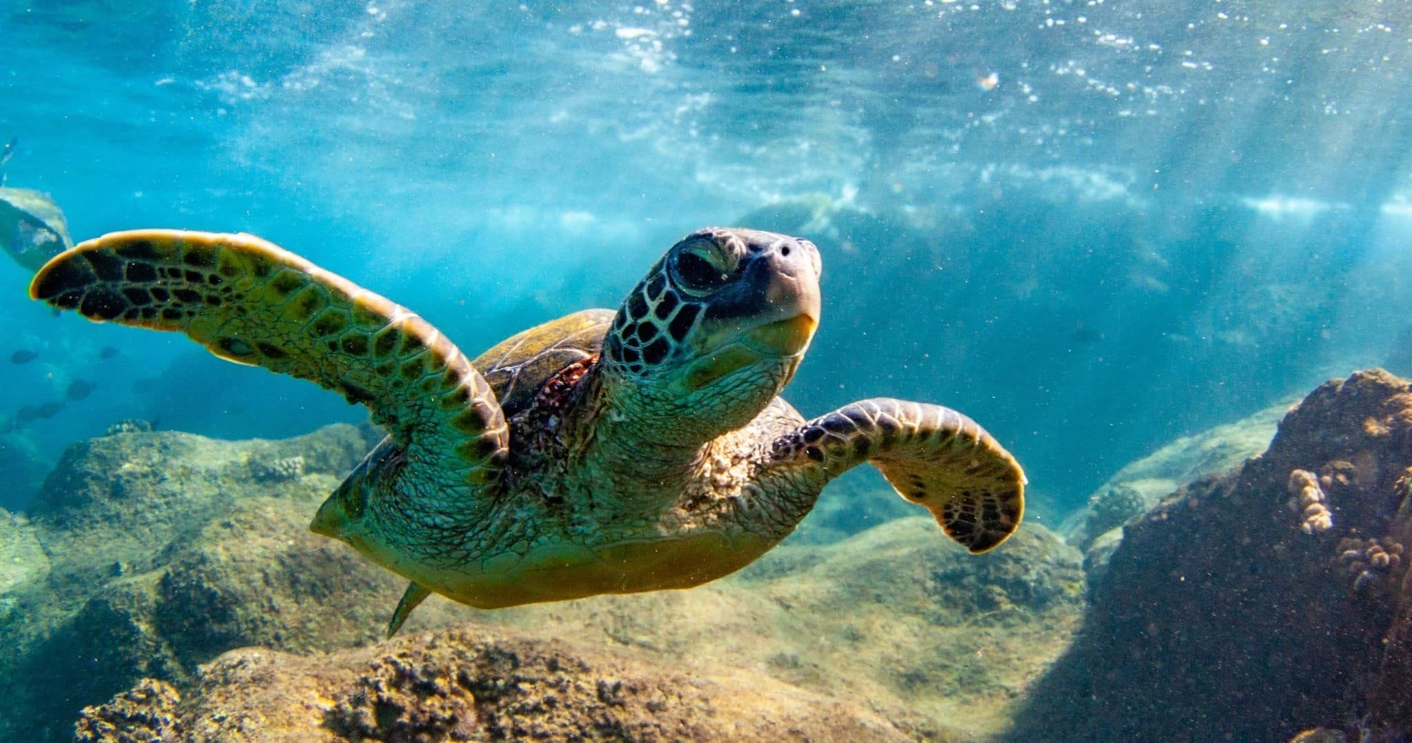 SNORKEL Maui: Premier *Private Charter*
