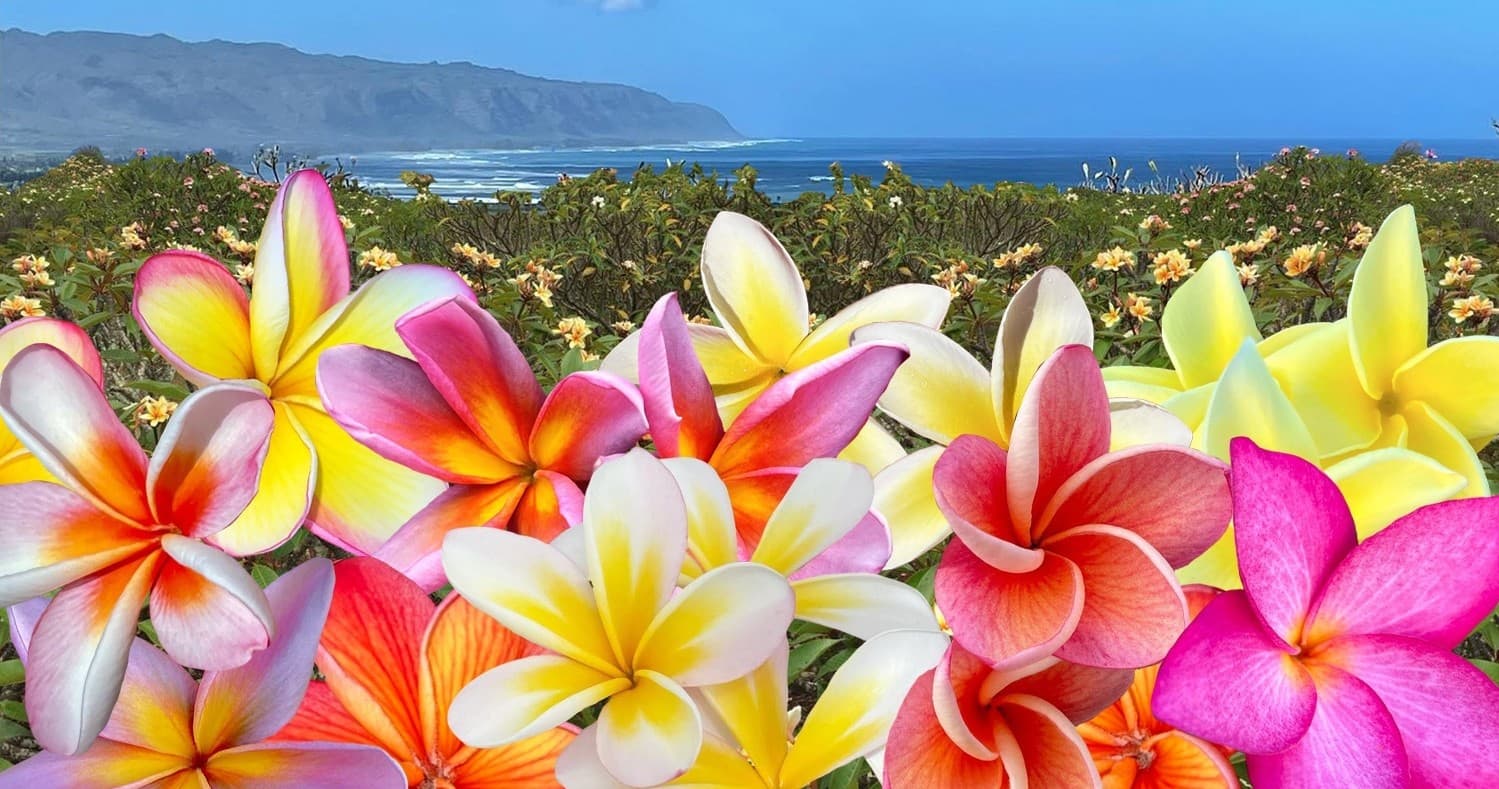 Plumeria Farm Tour