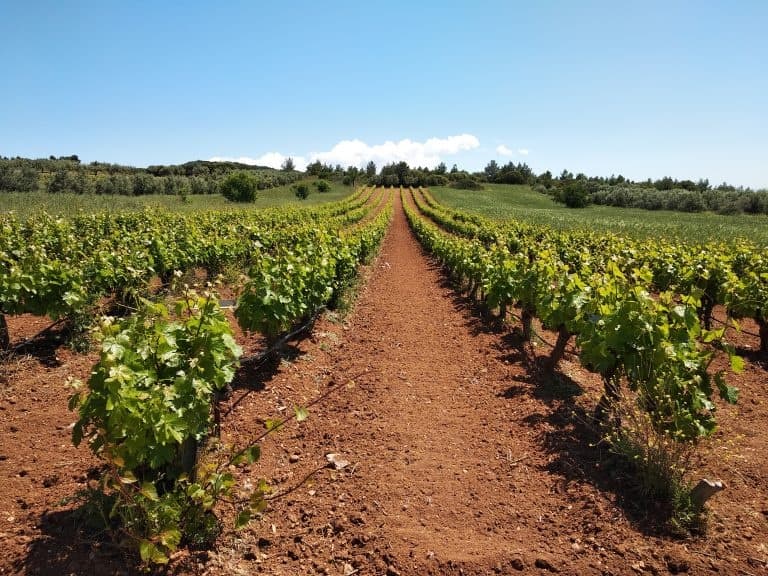 Wine Tour / The Vineyards of Central Evia