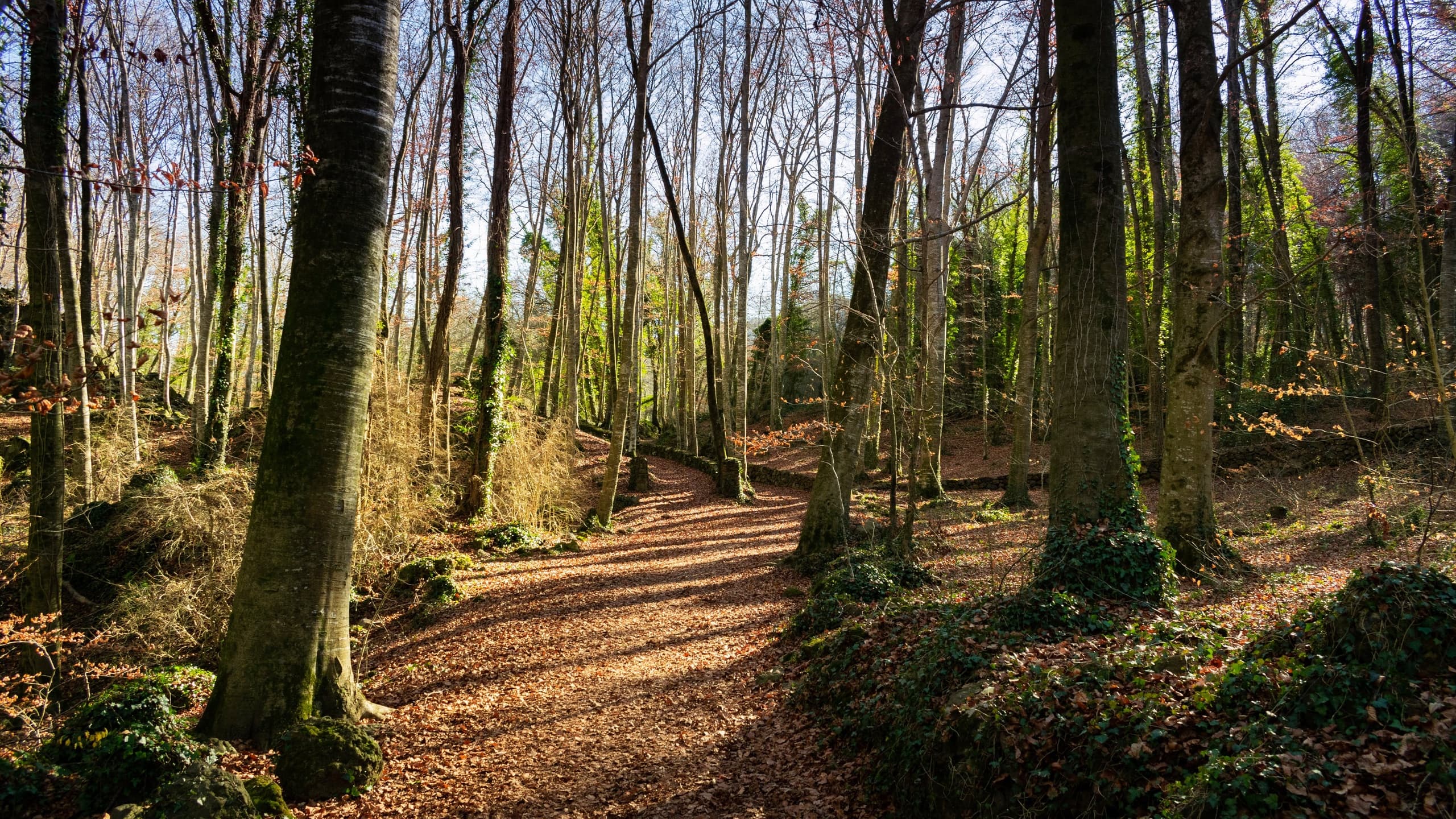 Hike in the UNESCO-heritage, ancient beech forest