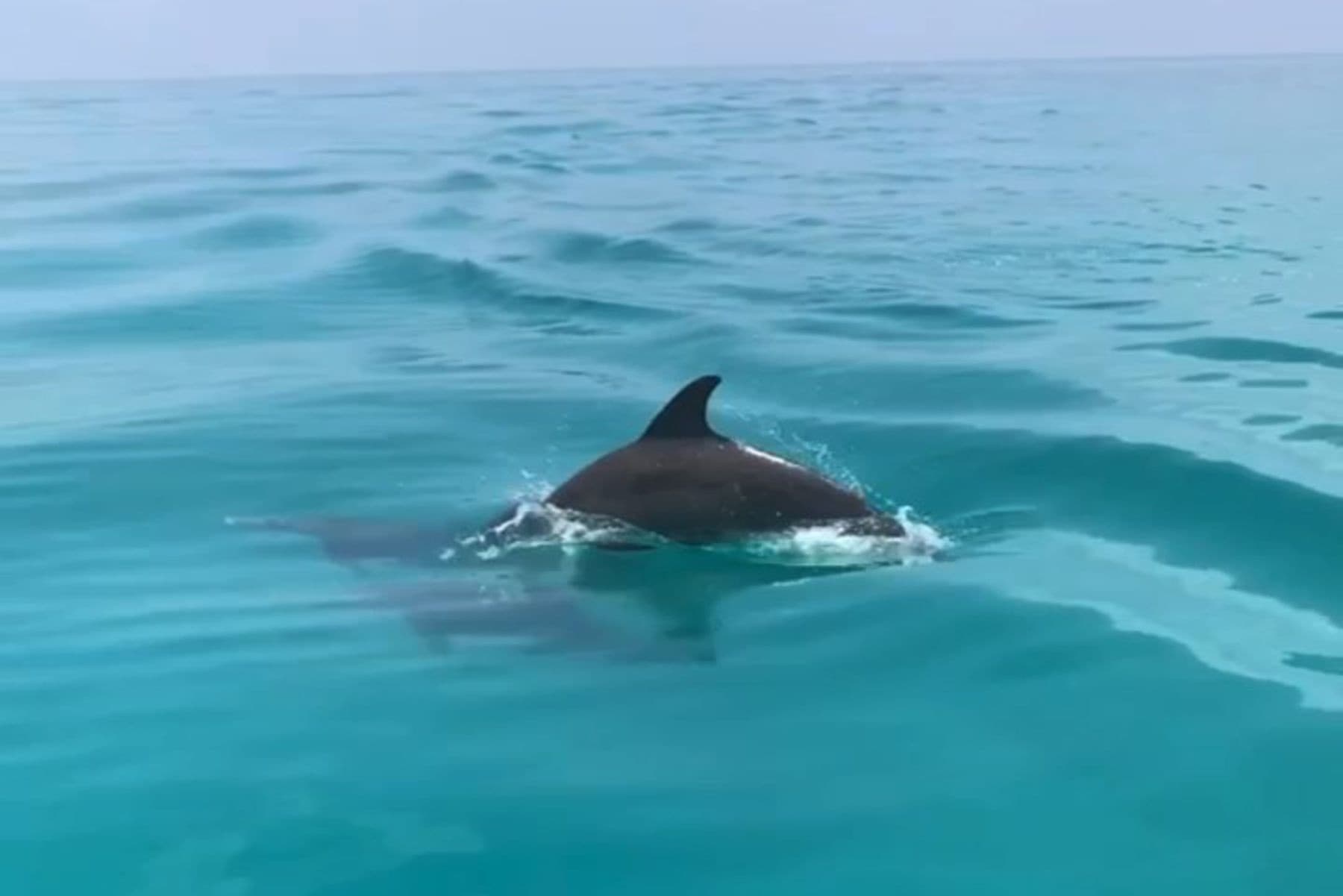 Key West Private Morning Eco/Mimosa Cruise on a tiki boat