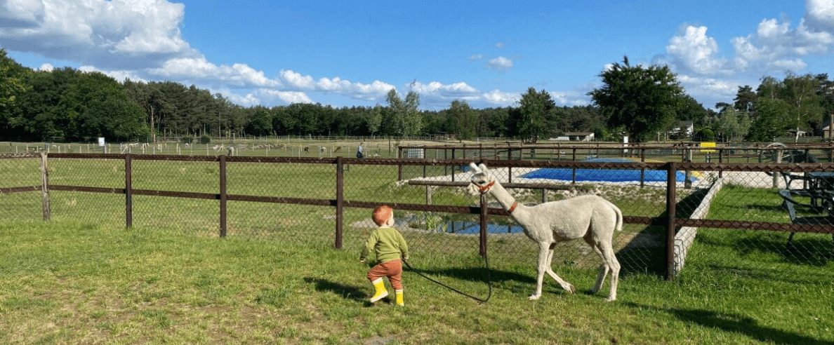 KinderAlpacaWandeling