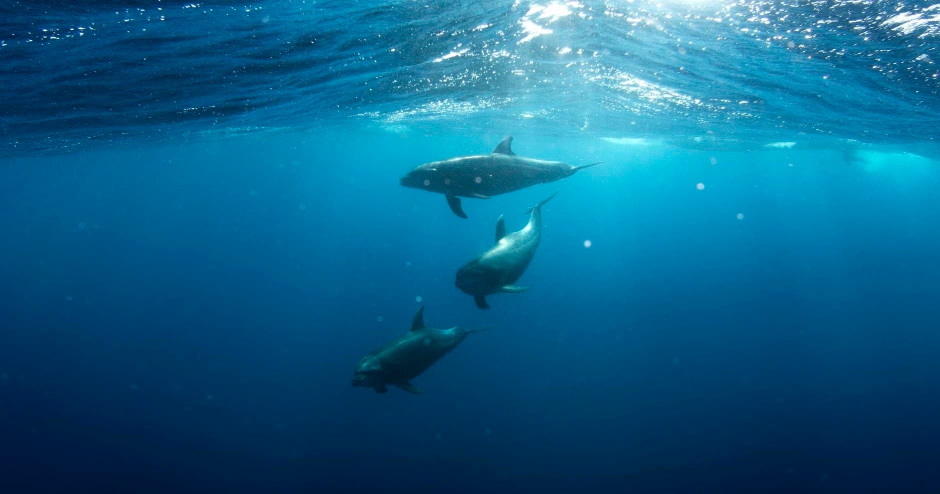 Viagem a Benagil e aos Golfinhos