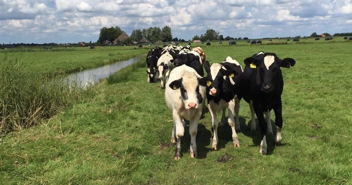 Amsterdam Countryside Bike Tour