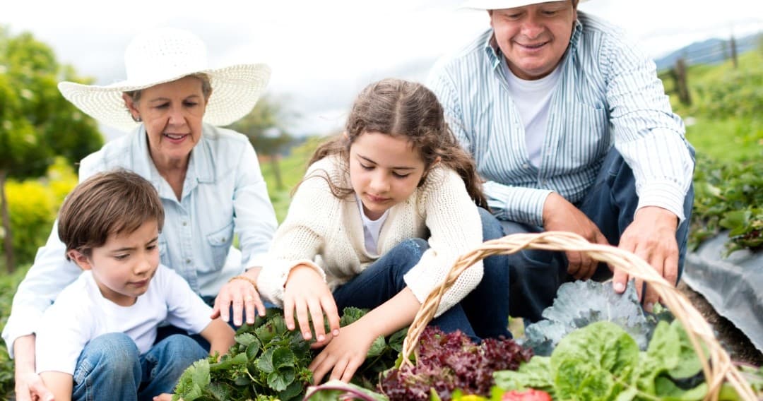 Pedagogical Farm