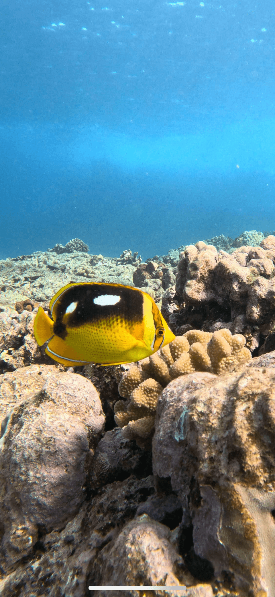 Discover Dive