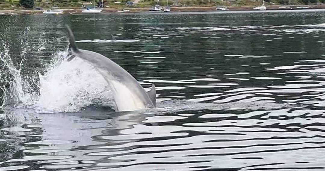 Clyde Coast Dolphin Watching Trip