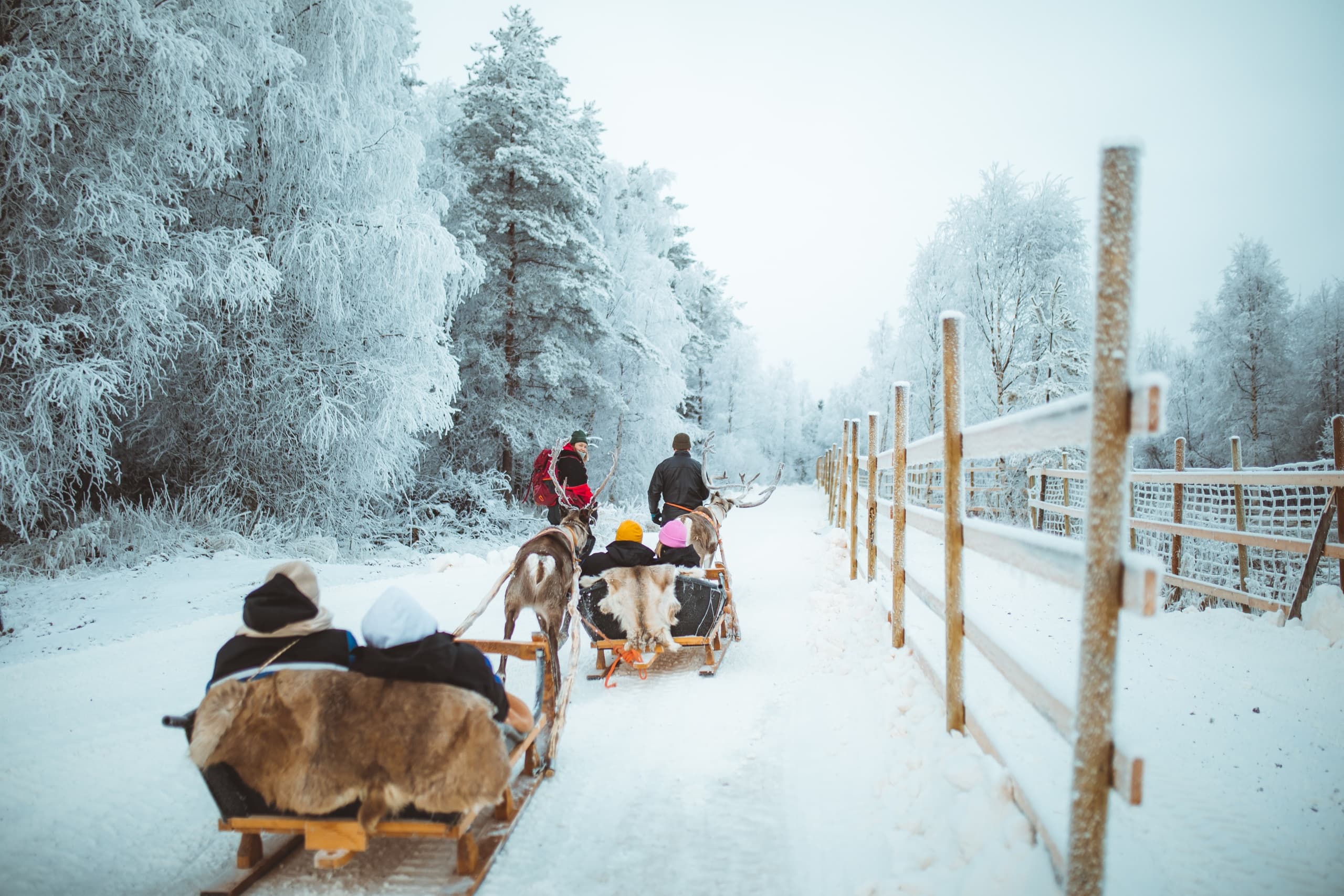 Early Winter Reindeer Sleigh Ride 1-2km