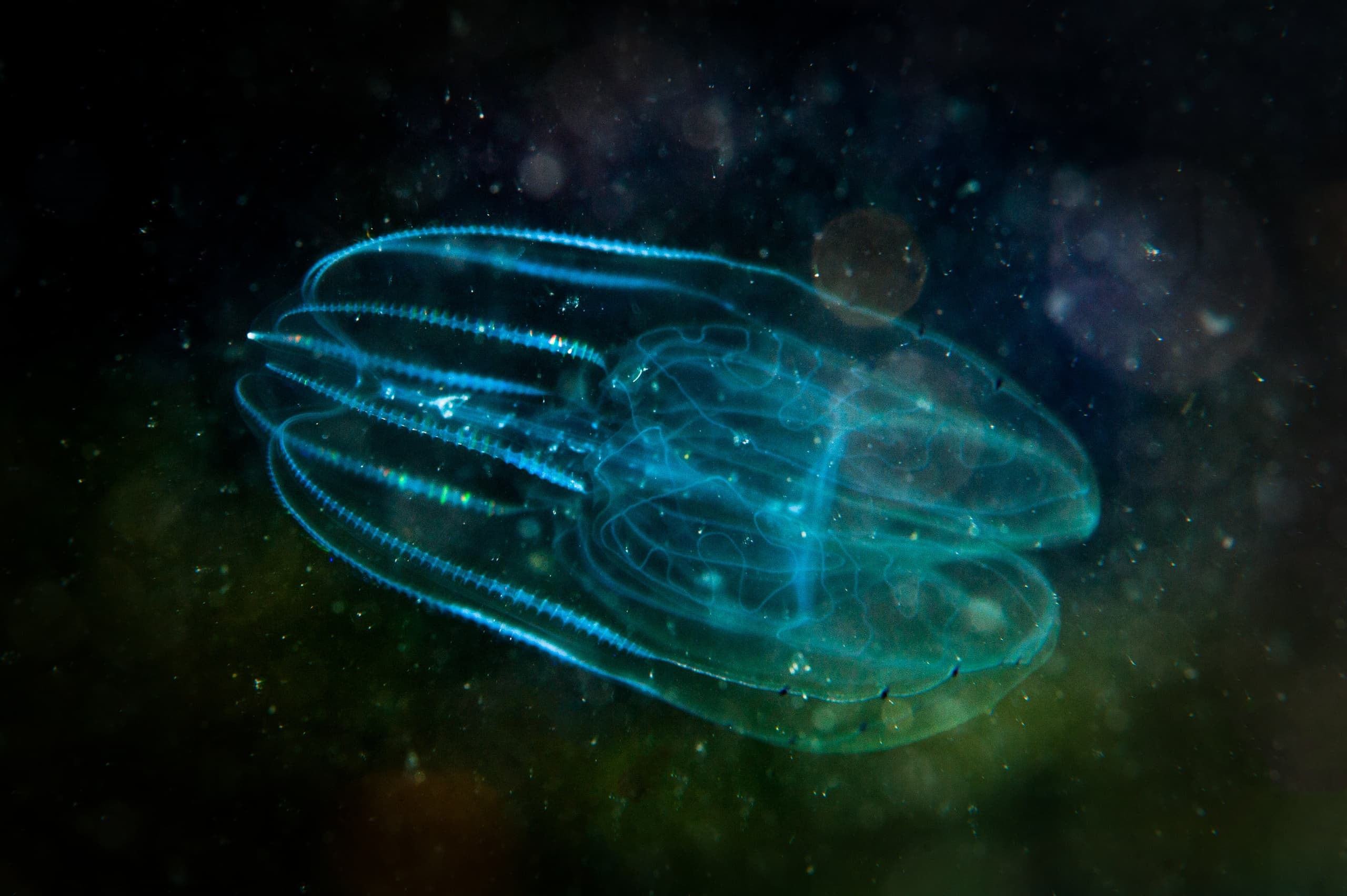 Sunset/Bio Comb Jelly Tour
