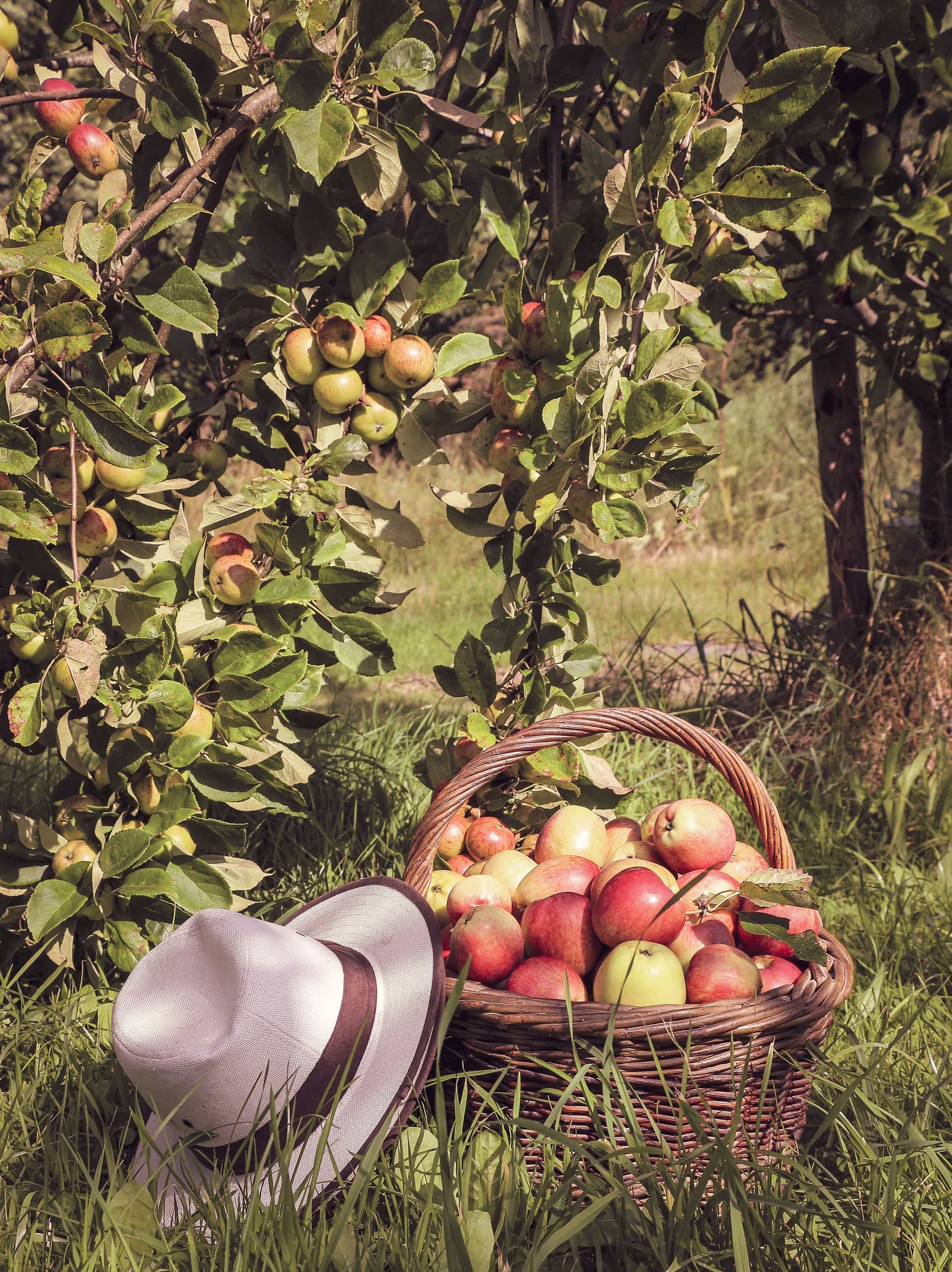 Highbank Self-Guided Red Gate Orchard Walk