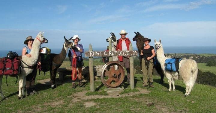 Half Day Llama Trek