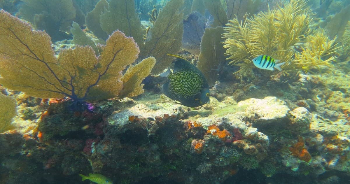 4 Hour Sandbar & Snorkel Trip