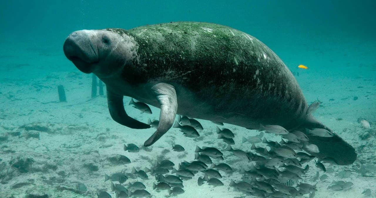 Manatee Swim With Free Photos !
